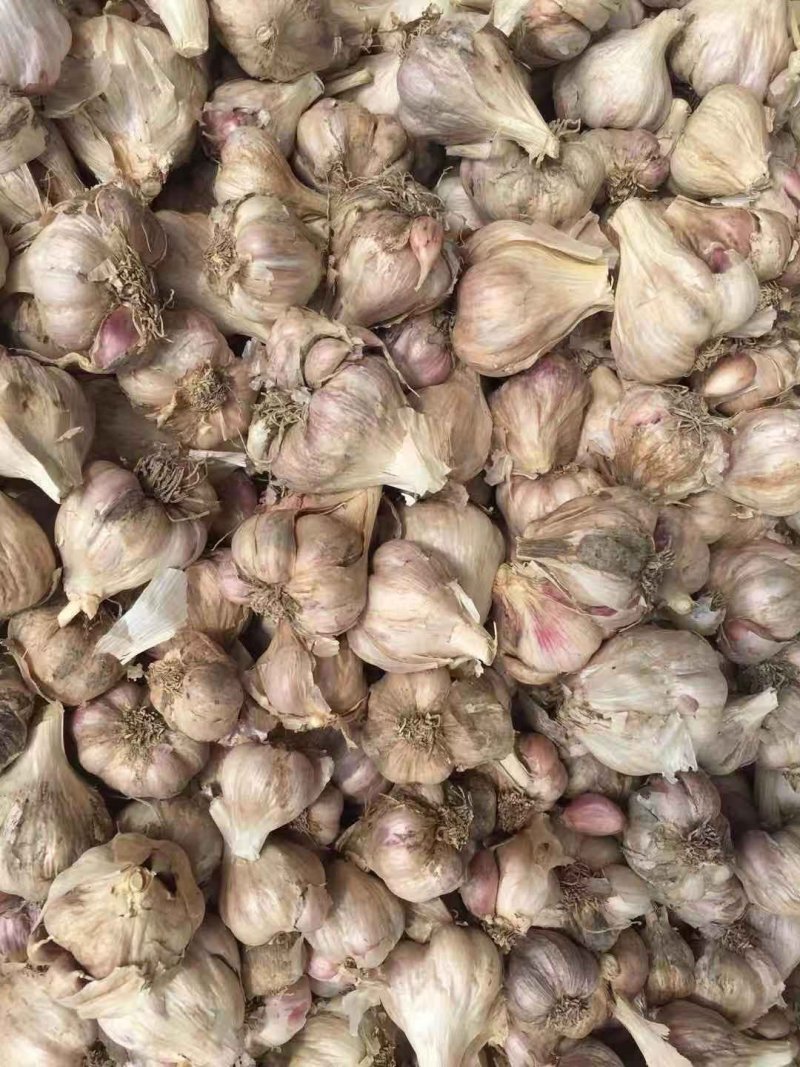 川蒜苗蒜苔蒜（产地直供）量大从优，质量保证