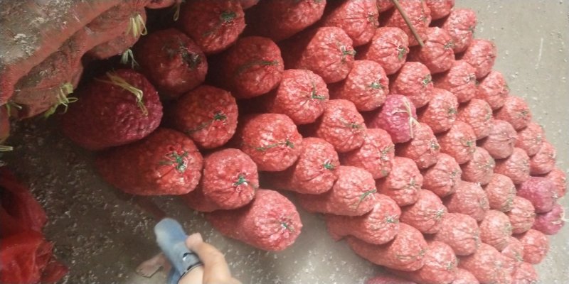 川蒜苗蒜苔蒜（产地直供）量大从优，质量保证