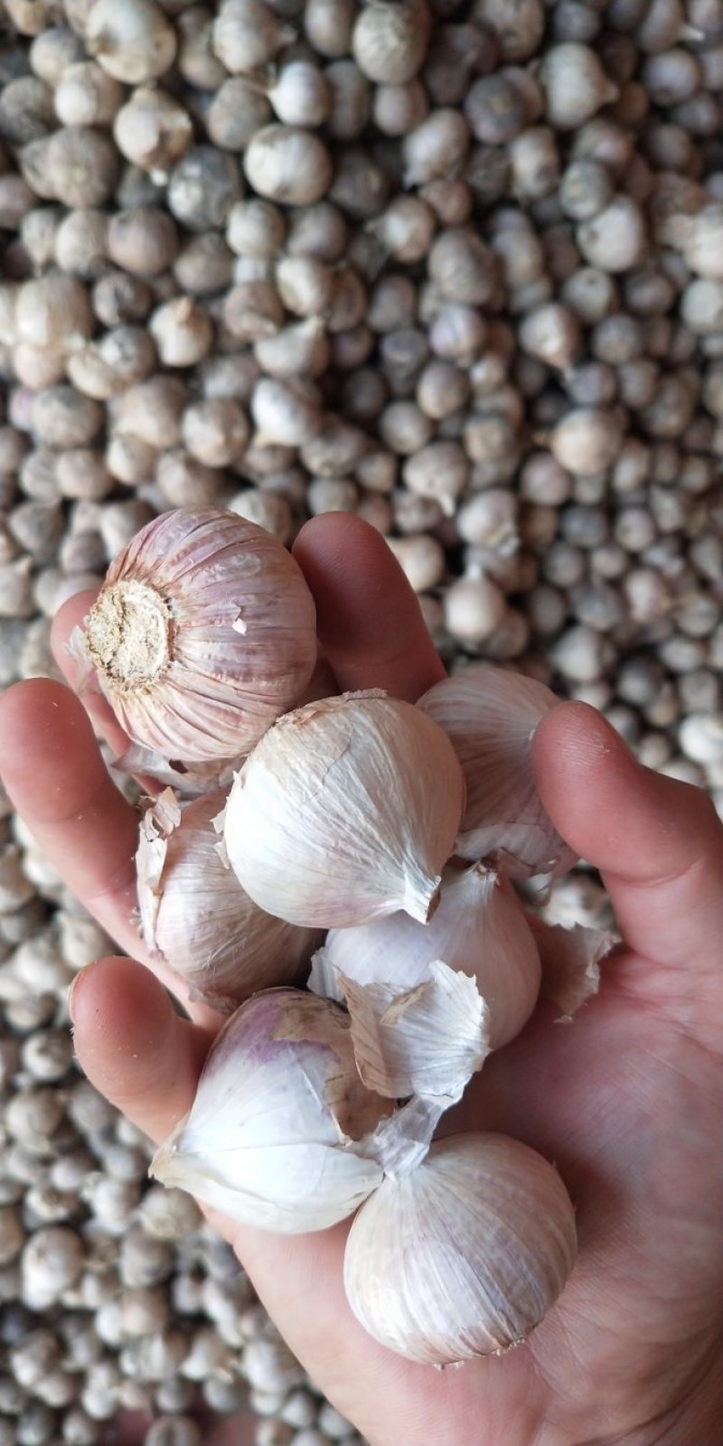 川蒜苗蒜苔蒜（产地直供）量大从优，质量保证