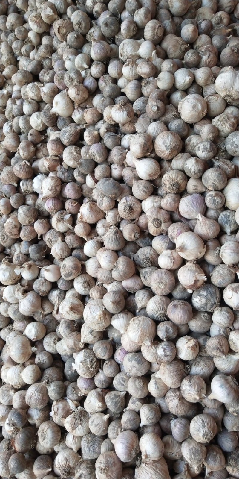 川蒜苗蒜苔蒜（产地直供）量大从优，质量保证
