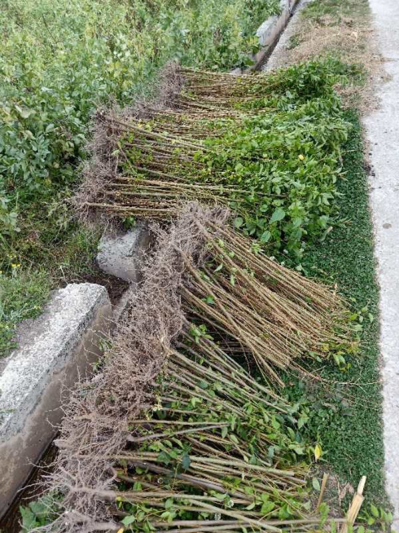 云南大理州冬樱花苗地苗袋苗