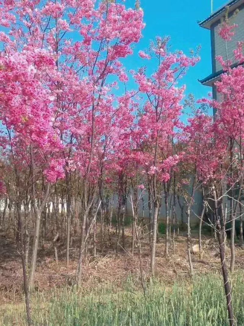 云南大理州冬樱花苗地苗袋苗