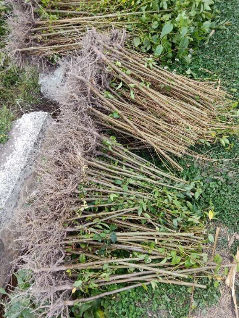 云南大理州冬樱花苗地苗袋苗