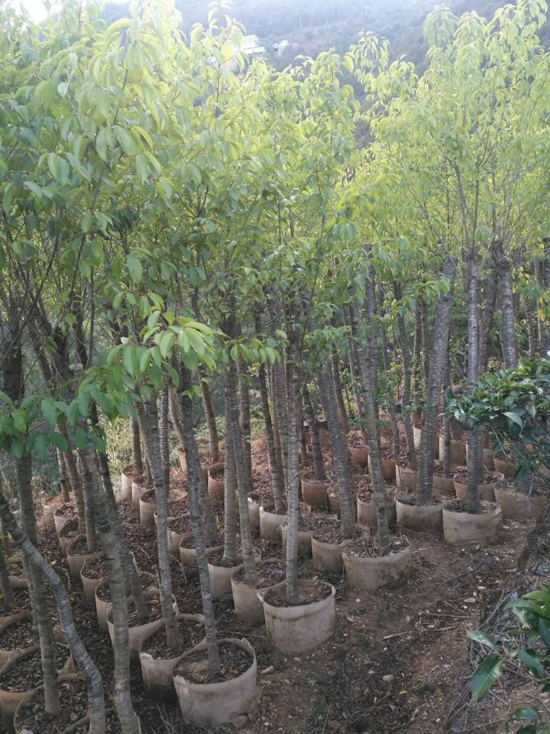 云南大理州冬樱花苗地苗袋苗