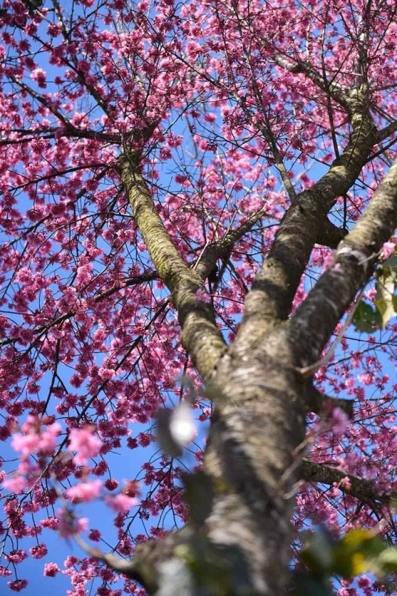 云南大理州冬樱花苗地苗袋苗