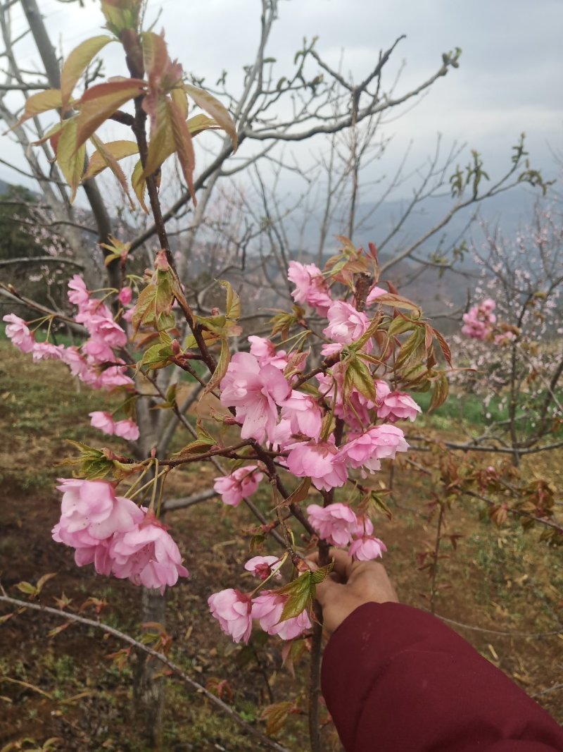 云南大理州冬樱花苗地苗袋苗