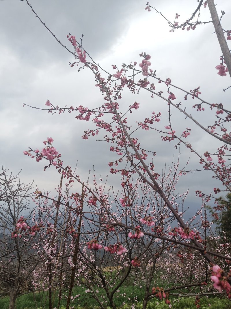 云南大理州冬樱花苗地苗袋苗