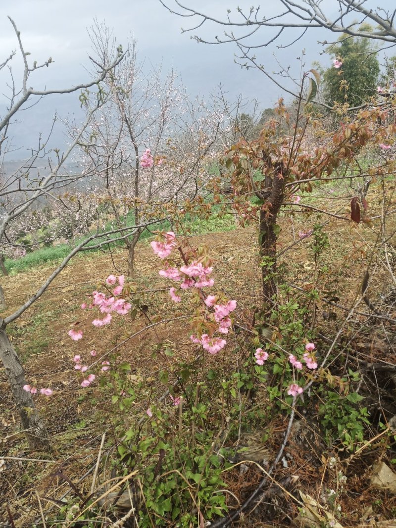 云南大理州冬樱花苗地苗袋苗