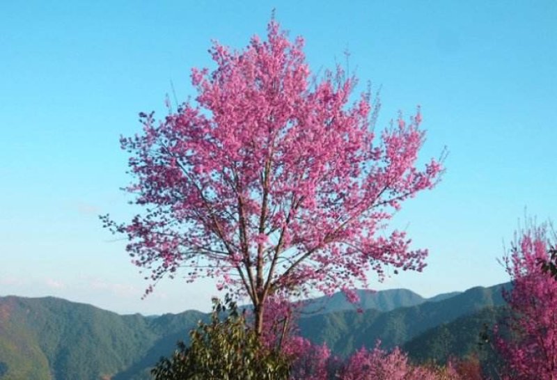 云南大理州冬樱花苗地苗袋苗
