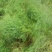 3年大根芦笋苗芦笋根白芦笋青芦笋