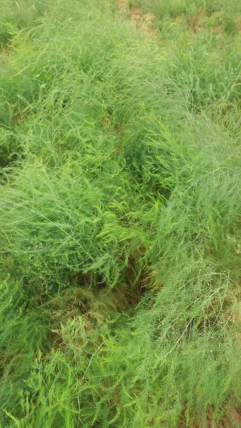 3年大根芦笋苗芦笋根白芦笋青芦笋