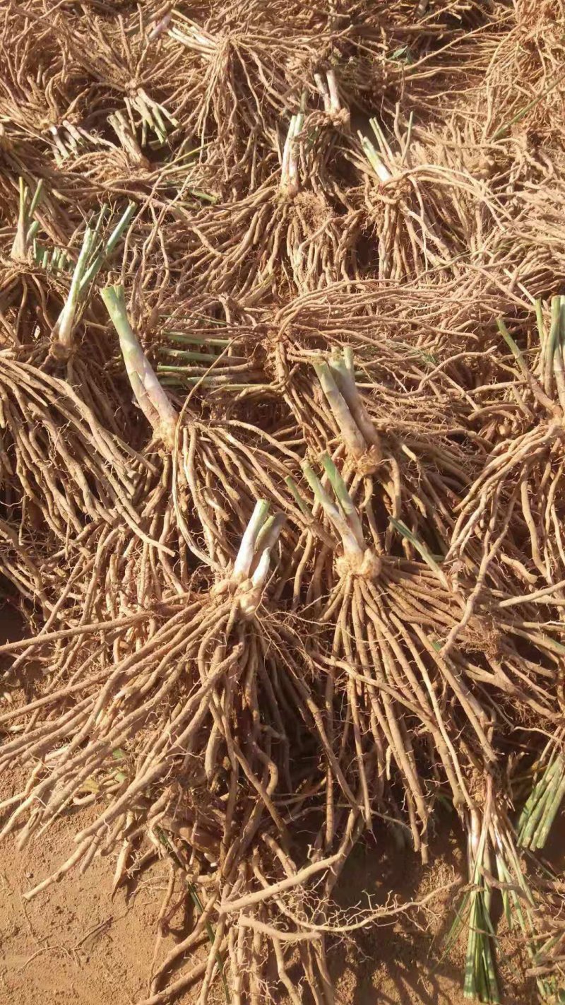 3年大根芦笋苗芦笋根白芦笋青芦笋