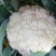菜花，小米花，乳白