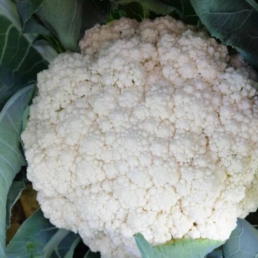 菜花，小米花，乳白