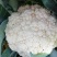 菜花，小米花，乳白