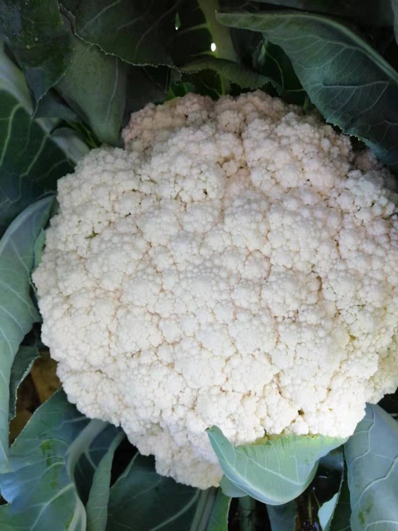 菜花，小米花，乳白