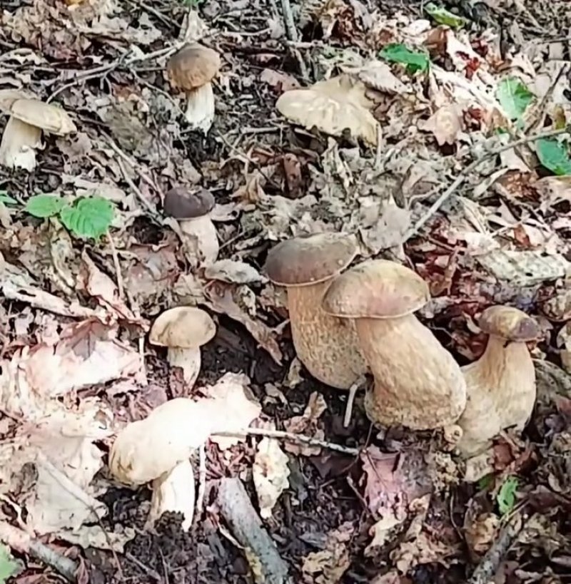 购销黑龙江产各种野生蘑菇及各种山产品有山就有合作机会