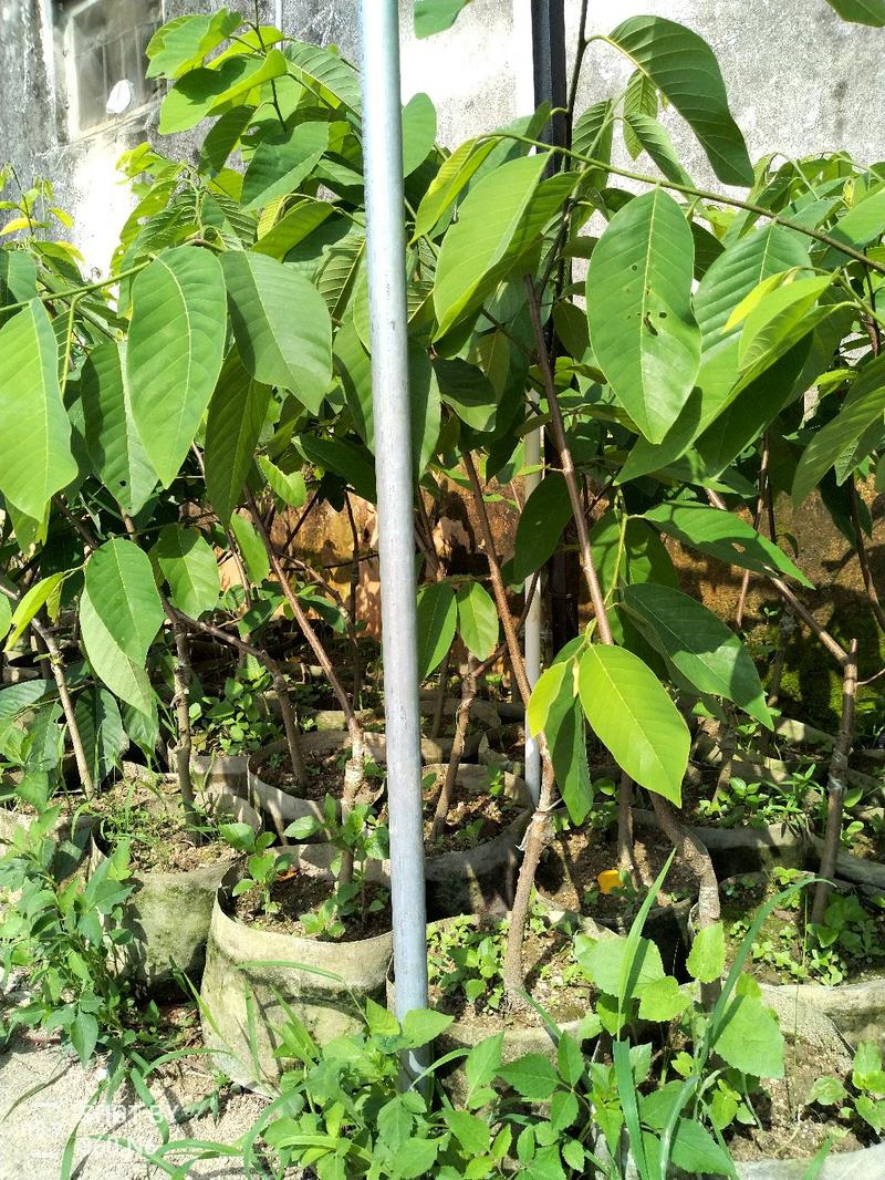 凤梨释迦苗高度1米以上2-4年苗早种早收益带土发货