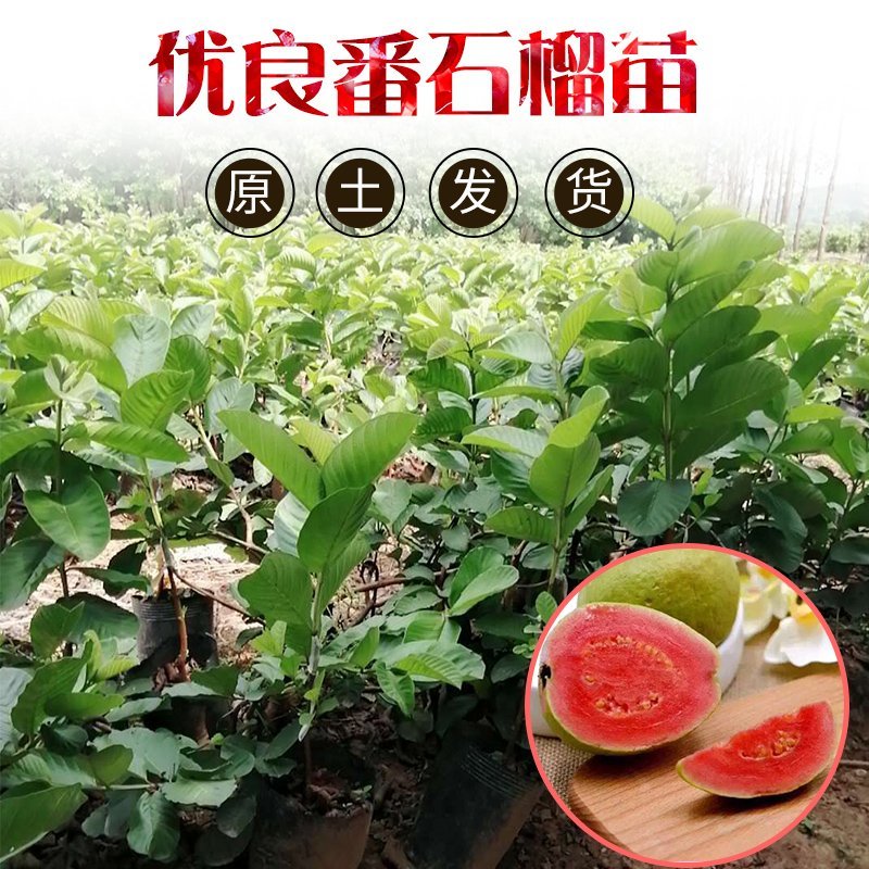 番石榴苗台湾红宝石苗珍珠番石榴苗品种保证可签合同