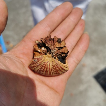 风流果溥壳大肉