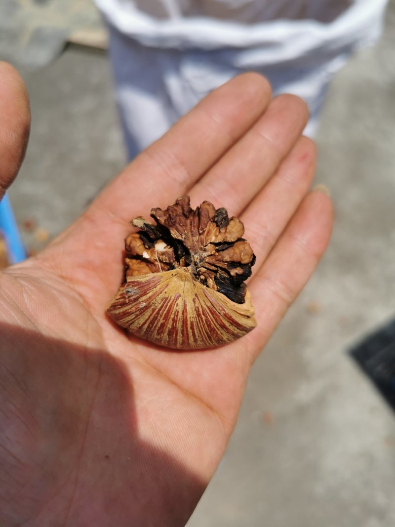 风流果溥壳大肉