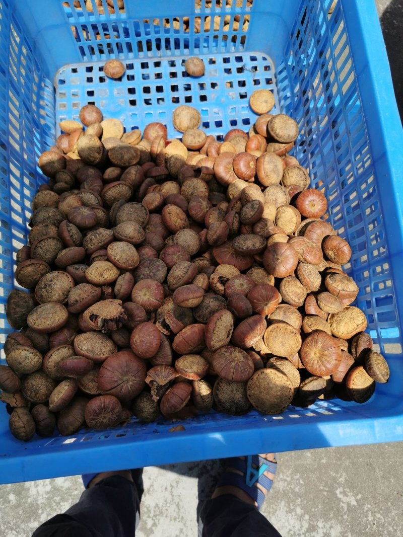 风流果溥壳大肉