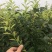 北美冬青苗绿化工程各种规格各种大小苗，适应性强抗严寒