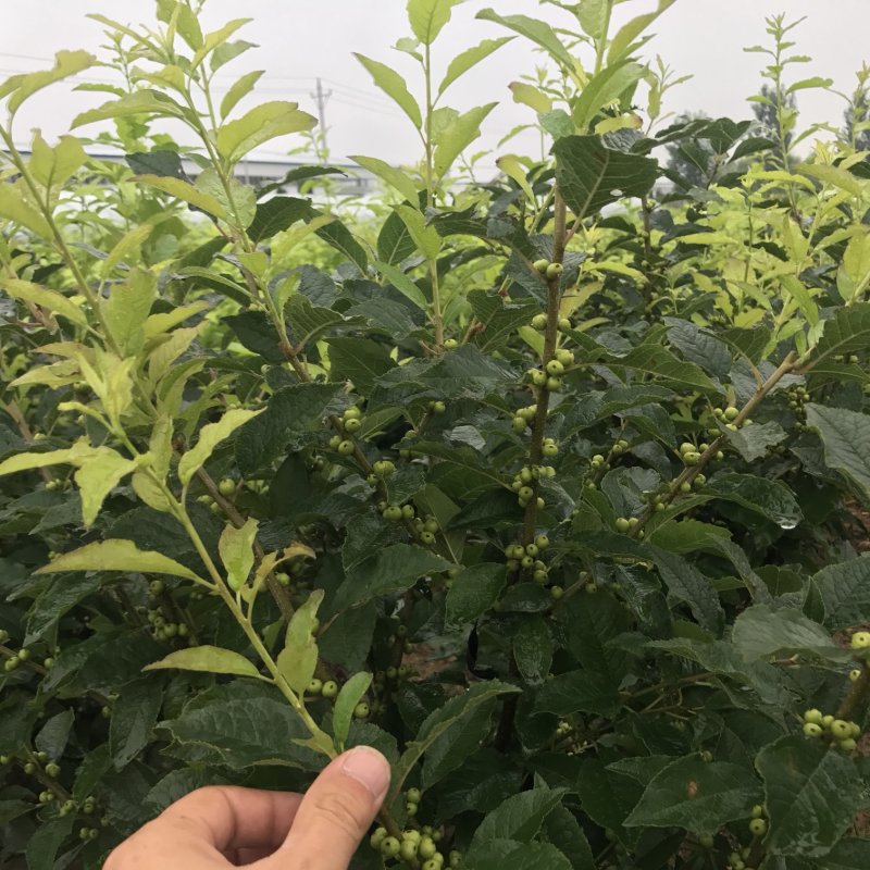 北美冬青苗绿化工程各种规格各种大小苗，适应性强抗严寒