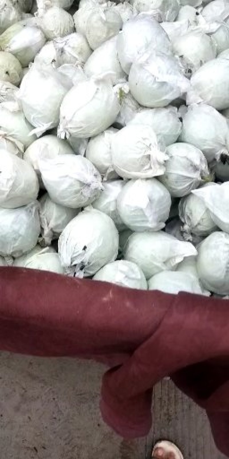 绿宝石2023年鲜果大量上市！货源充足，有需要收购的联系