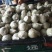 绿宝石2023年鲜果大量上市！货源充足，有需要收购的联系