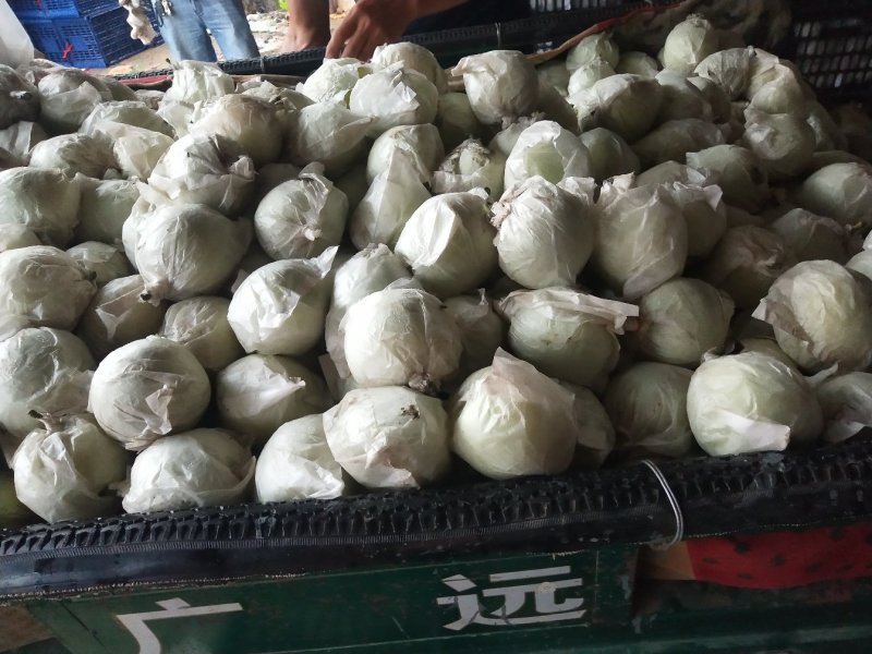 绿宝石2023年鲜果大量上市！货源充足，有需要收购的联系
