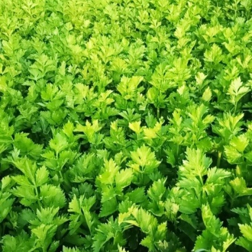 张家口市尚义县大青沟芹菜，气后温差大，7月20号左右上市