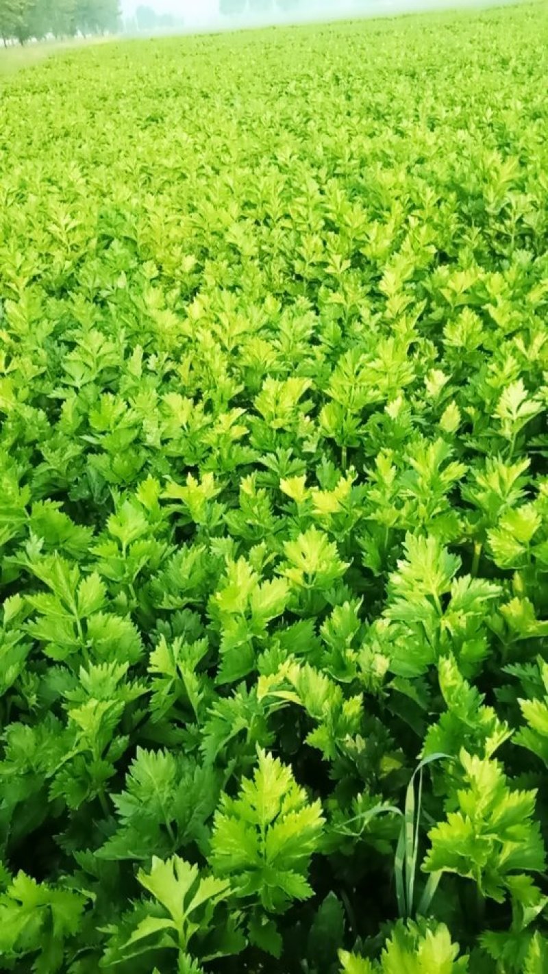 张家口市尚义县大青沟芹菜，气后温差大，7月20号左右上市
