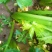 张家口市尚义县大青沟芹菜，气后温差大，7月20号左右上市