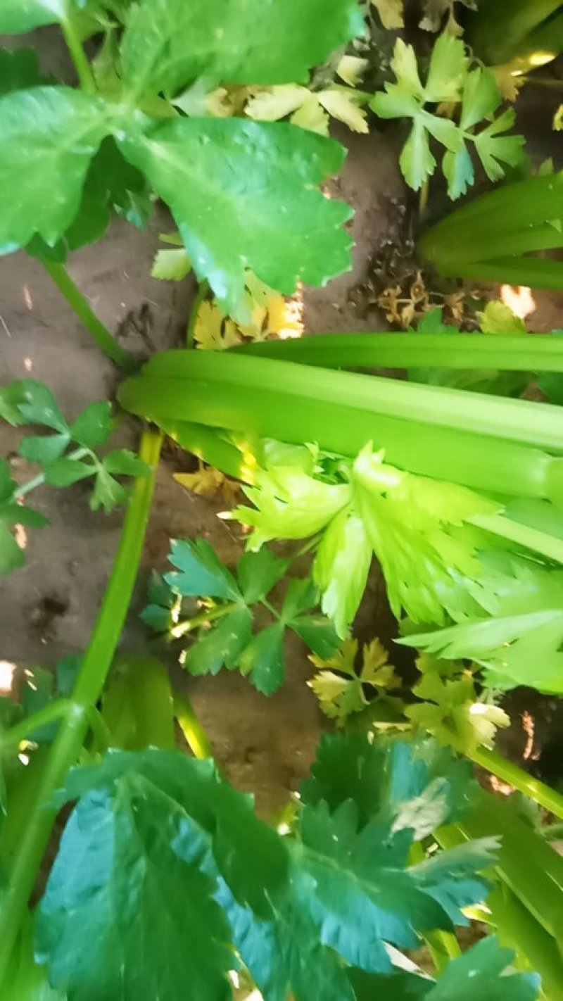 张家口市尚义县大青沟芹菜，气后温差大，7月20号左右上市