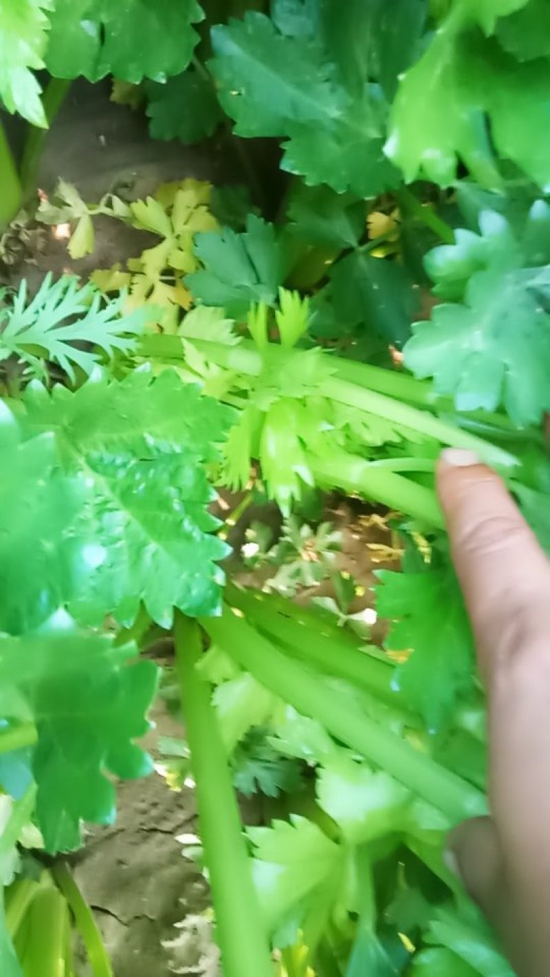 张家口市尚义县大青沟芹菜，气后温差大，7月20号左右上市