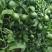 青柠檬水柠檬产地直销支持电商一件代发量大从优