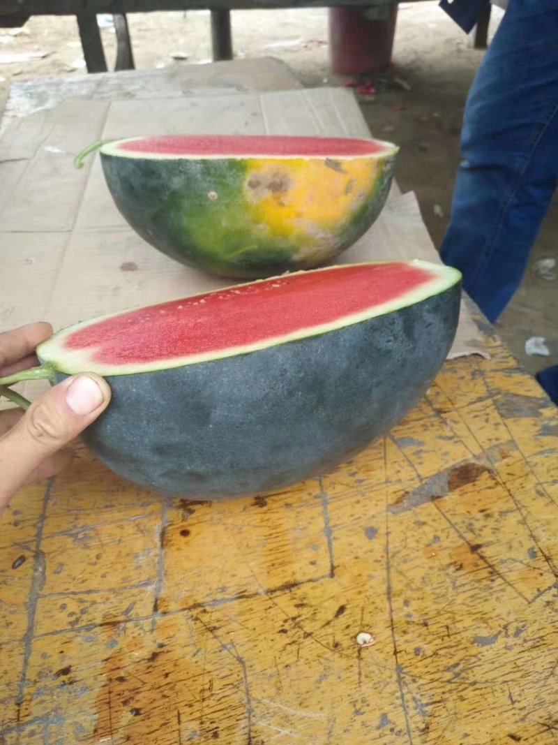 河南黑皮无籽西瓜大量供货中，专业团队，代发全国