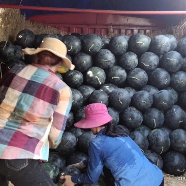 河南黑皮无籽西瓜大量供货中，专业团队，代发全国