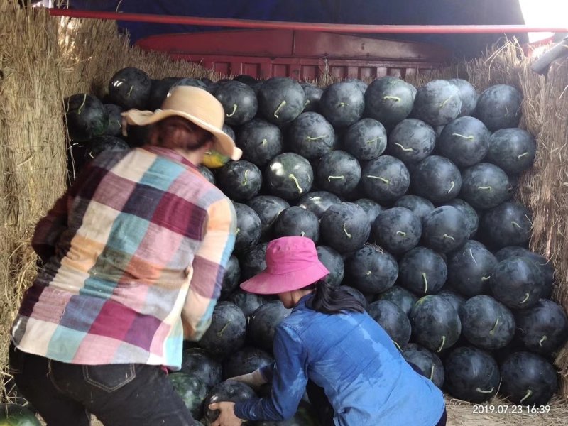 河南黑皮无籽西瓜大量供货中，专业团队，代发全国