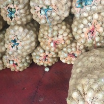 麻陇原产核桃