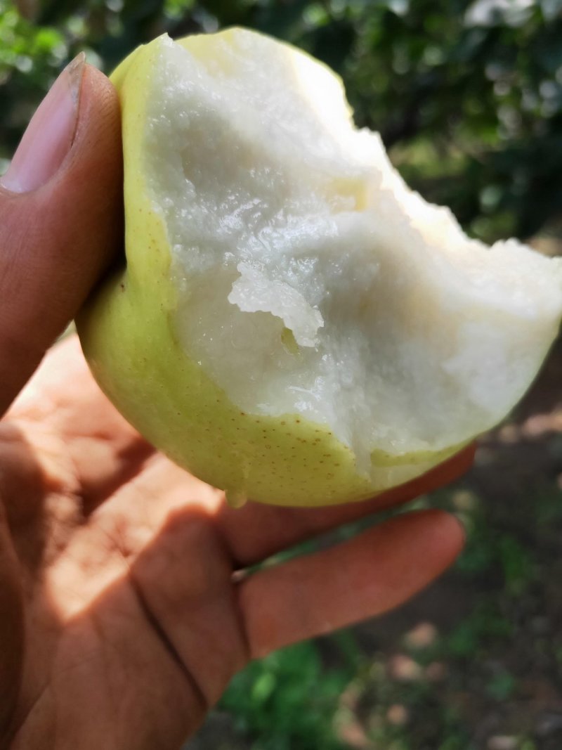 【实力商家】山西精品皇冠梨，包熟包甜，产地供应，全国发货