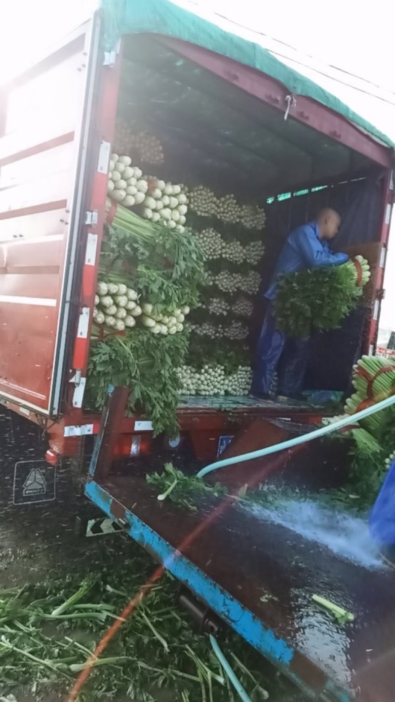 张家口市尚义县大青沟芹菜，气后温差大，7月20号左右上市
