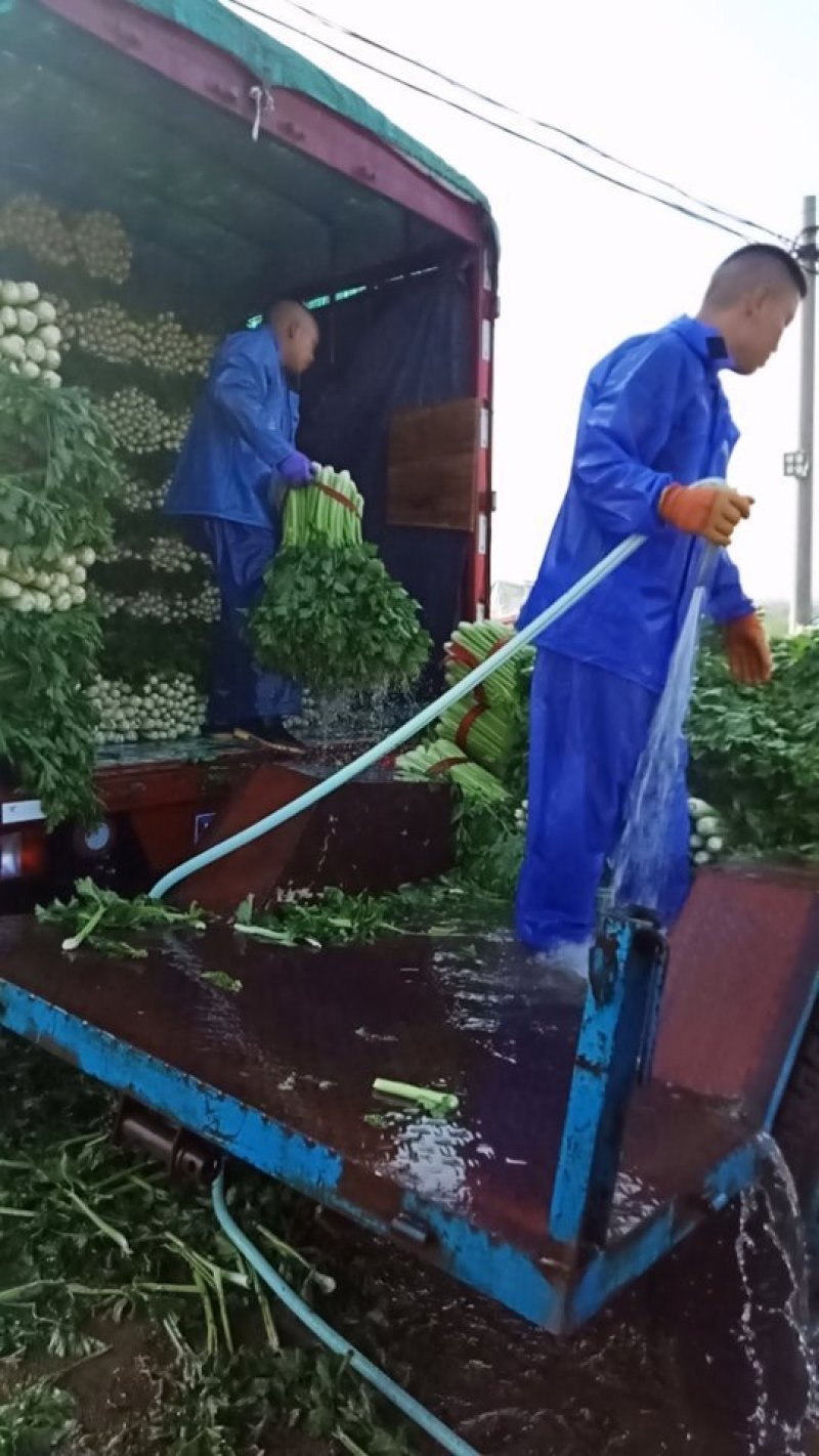 张家口市尚义县大青沟芹菜，气后温差大，7月20号左右上市