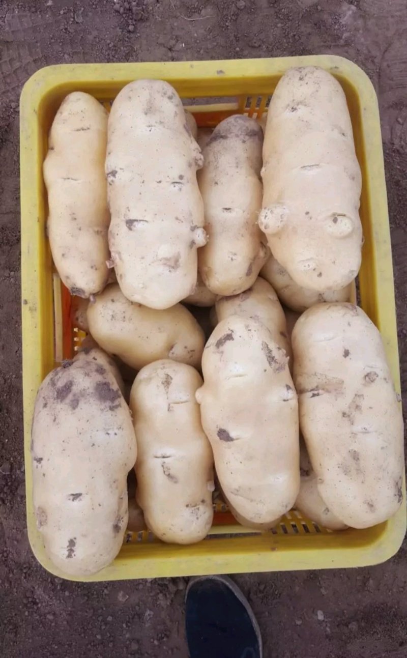 荷兰十五土豆3两以上精品