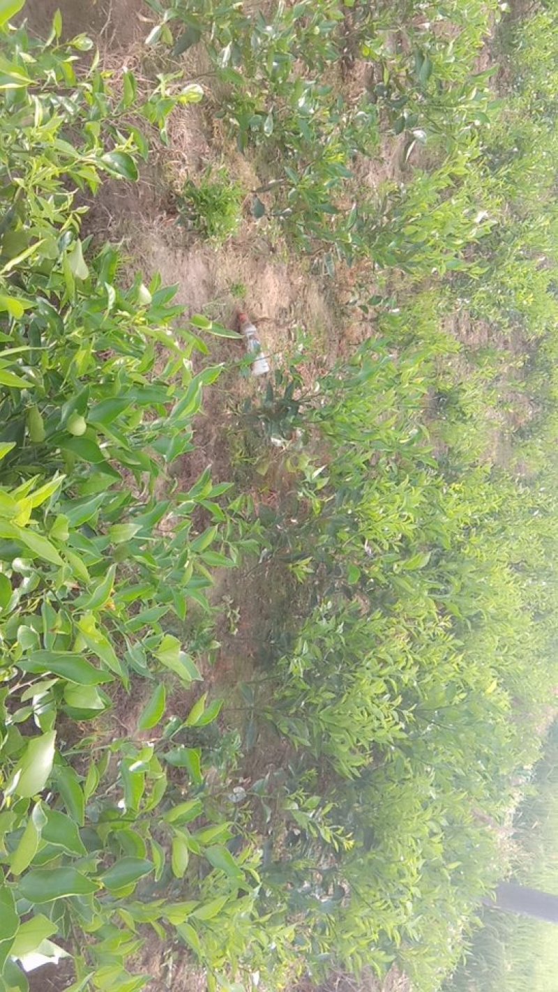 柑桔苗明日见十五一株晚熟品质杠杠的脆甜化渣