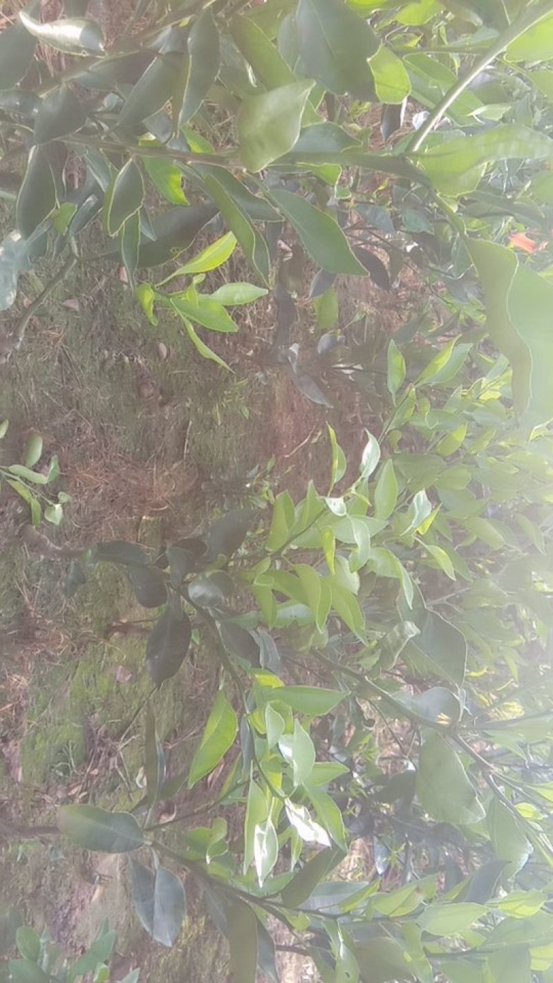 柑桔苗明日见十五一株晚熟品质杠杠的脆甜化渣