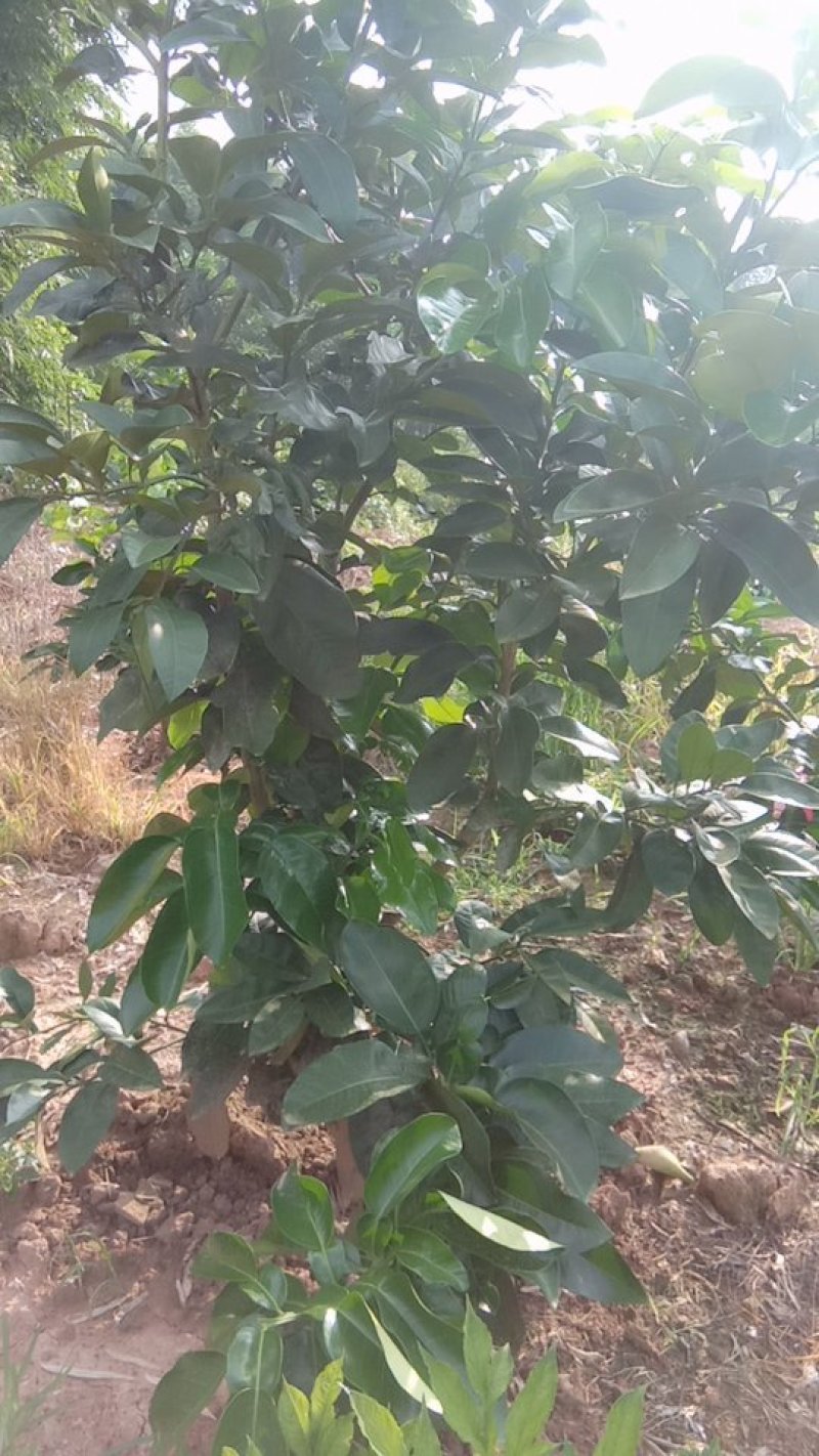 柚孑枝条反季节红心柚枝条一百一枝该柚为春节才能上市红心柚