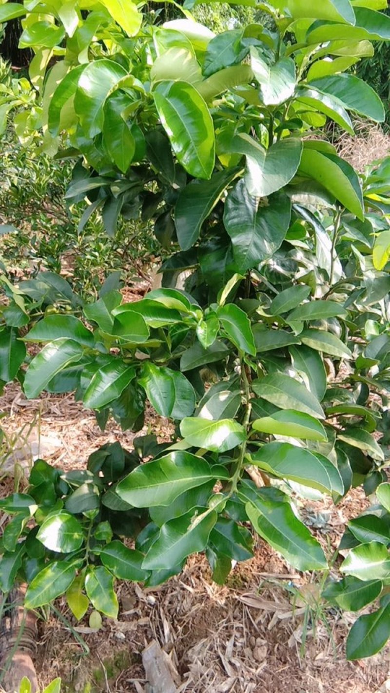 柚孑枝条反季节红心柚枝条一百一枝该柚为春节才能上市红心柚