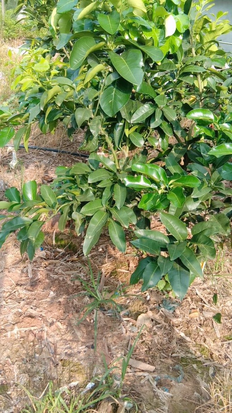 柚孑枝条反季节红心柚枝条一百一枝该柚为春节才能上市红心柚